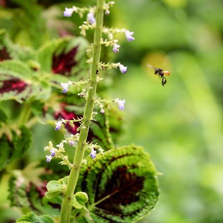 Teva Hotel & Jungle Reserve Мануэль-Антонио Экстерьер фото
