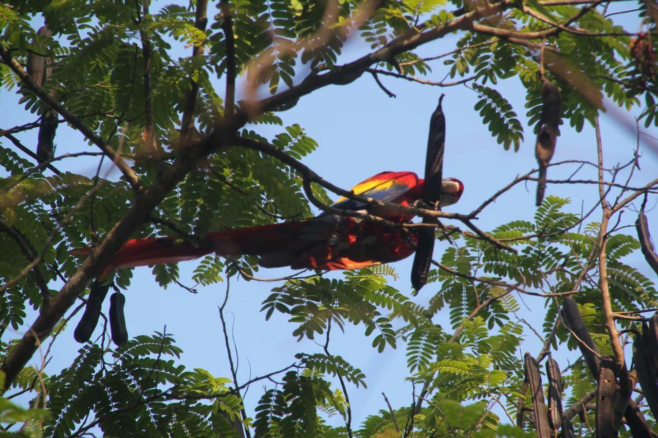 Teva Hotel & Jungle Reserve Мануэль-Антонио Экстерьер фото